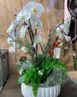 Holiday Orchid Arrangement