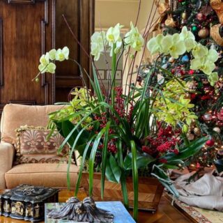 Holiday Orchid Arrangement