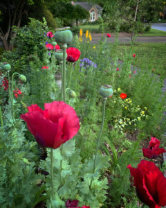 Poppies - Kris' Front Garden