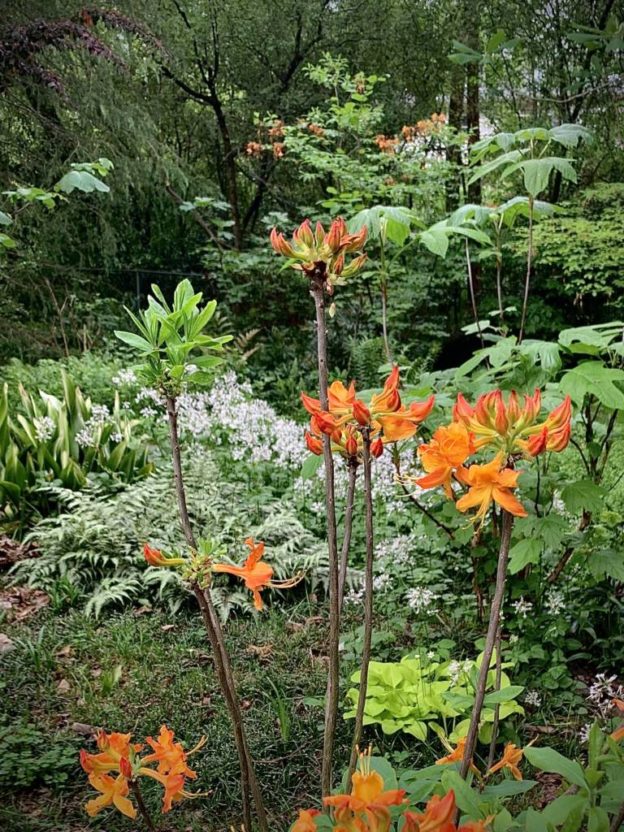 Aromi Hybrid Azalea - Kris' Garden