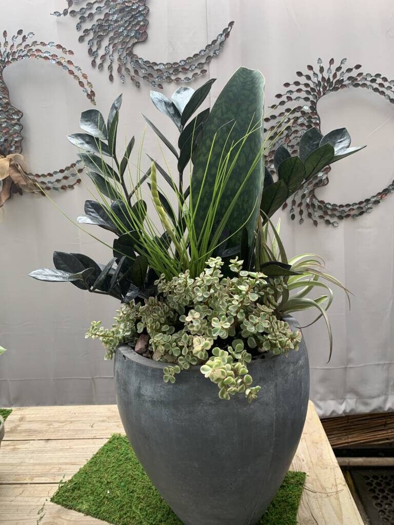 Whale Fin Sansevieria  In Stock Now! | Oak Street Garden Shop